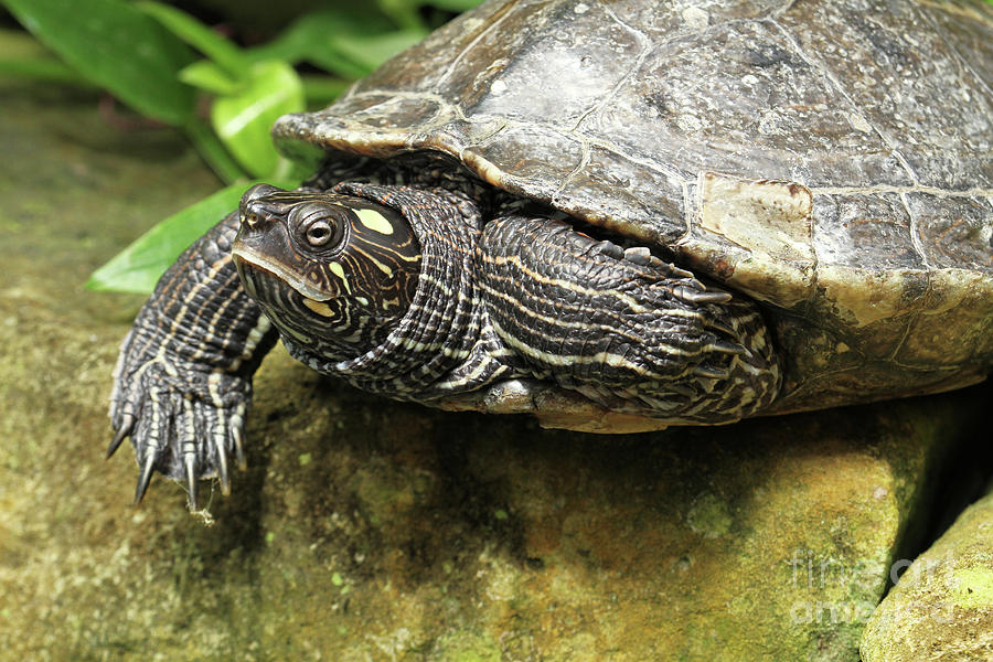 Tess The Map Turtle #2 Photograph by Judy Whitton