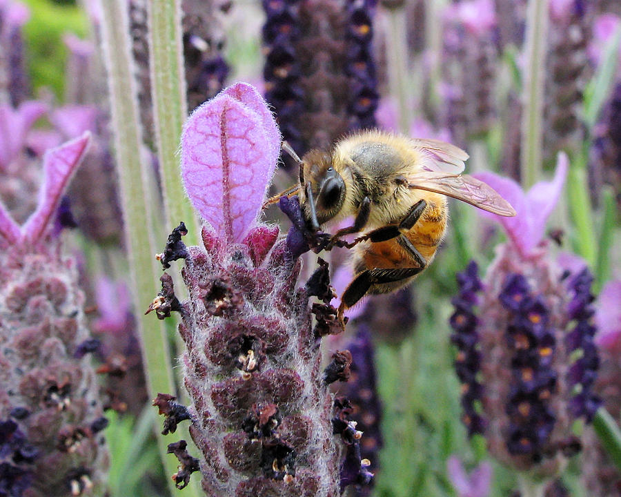 Busy Bee - Western Honey Bee in San Jose California Photograph by Darin Volpe