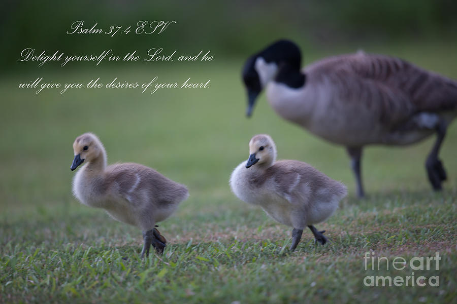 Goose Photograph - Psalm 37 by Dale Powell