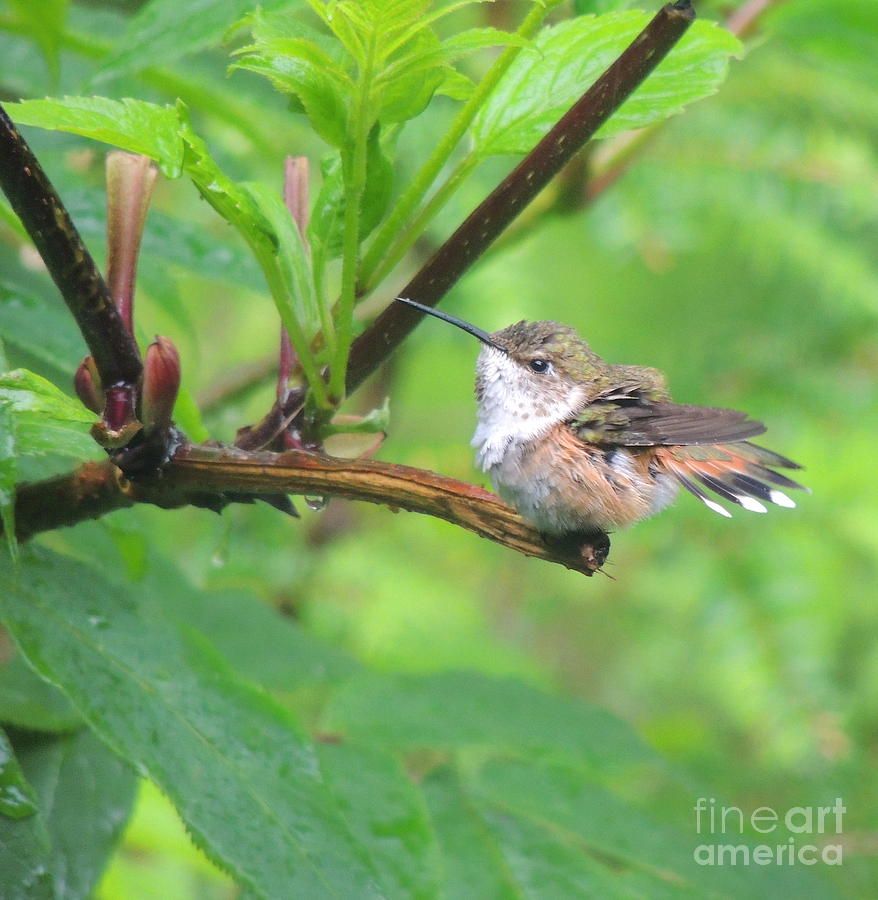 Test Flight baby Rufous Hummingbird Photograph by Dan McIntyre - Fine ...