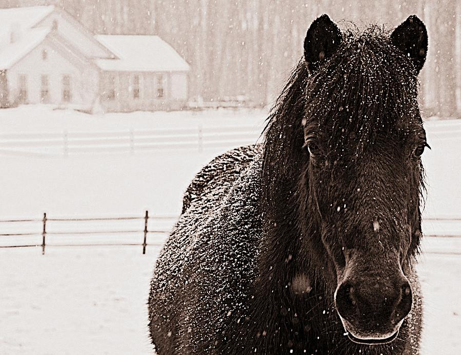 The Ohio Farm Pony Photograph by Marysue Ryan