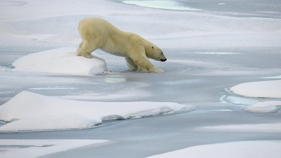 Testing the Ice Photograph by David Rich | Fine Art America