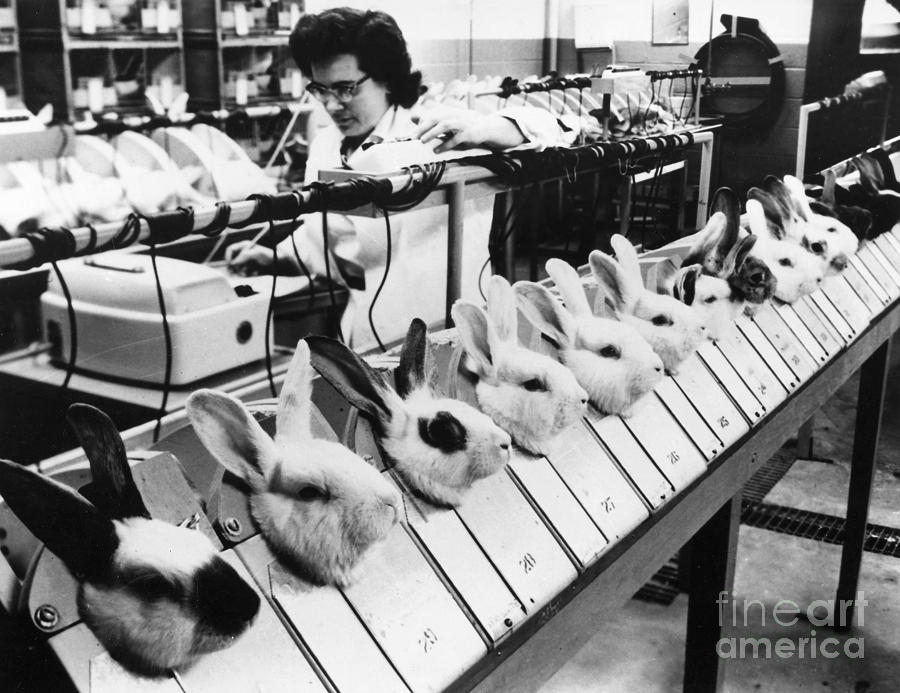 Animal Photograph - Tests On Animals, 1957 by Granger