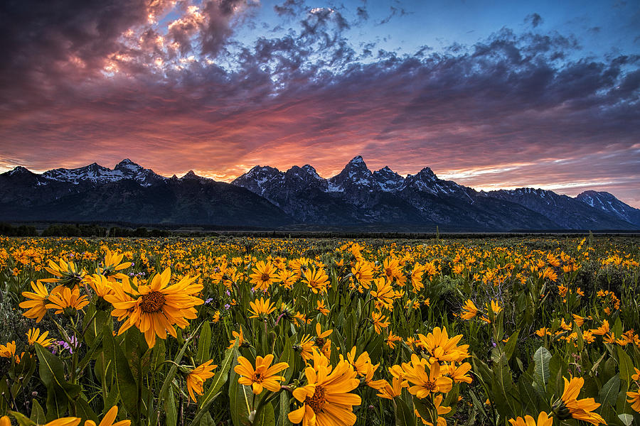 Tetons and Wildflowers at Sunset Photograph by Andrew Soundarajan