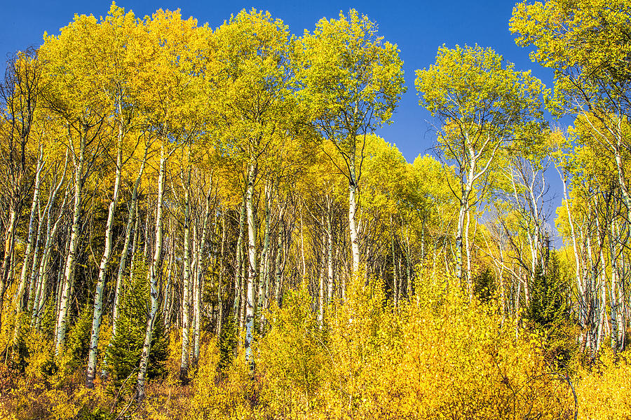 Teton Aspens In Autumn Photograph by Andrew Soundarajan