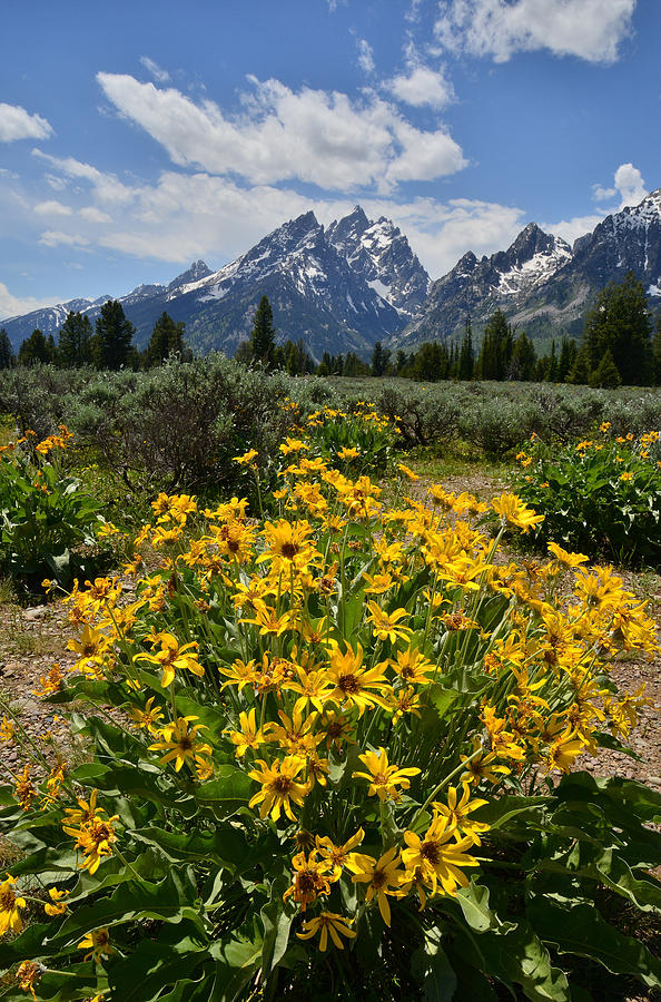 Teton Balsam Root Photograph by Ray Mathis