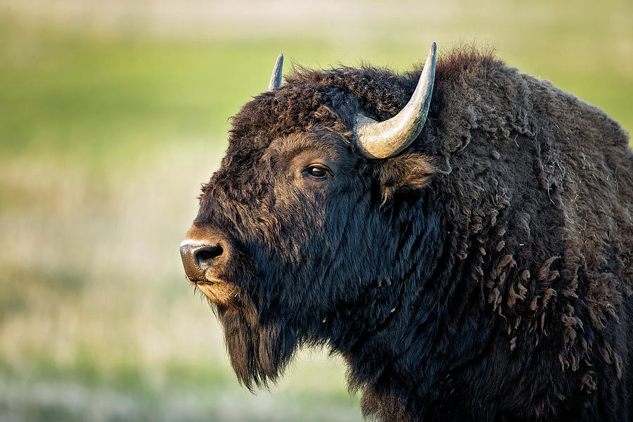 Teton Bison Photograph by Eilish Palmer