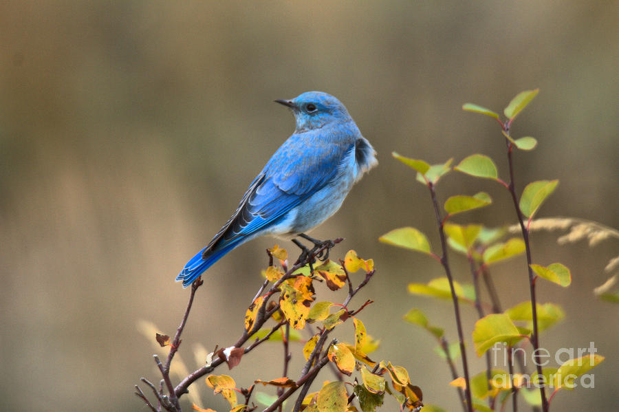Teton Bluebird In The Fall Photograph by Adam Jewell