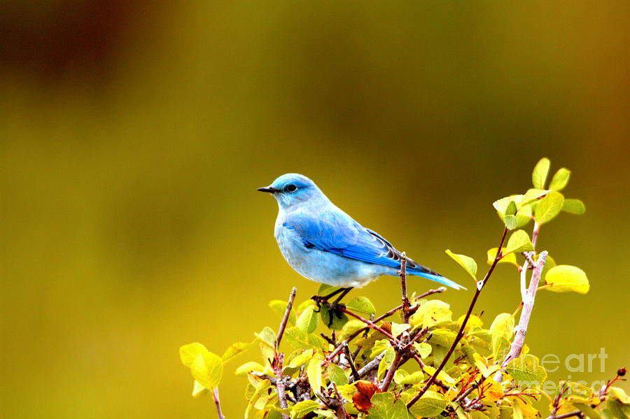 Teton Bluebird Perch Photograph by Adam Jewell