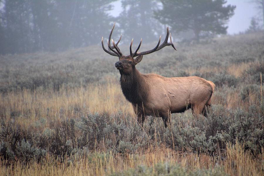 Teton bull elk Photograph by John Dodson