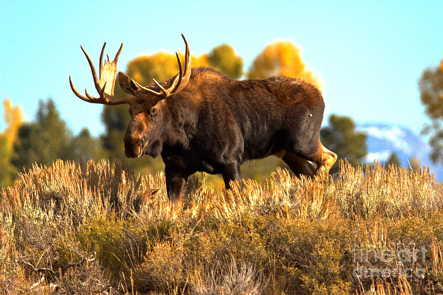 Teton Bull In The Brush Photograph by Adam Jewell