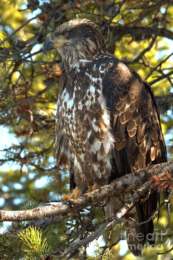 Teton Golden Eagle Photograph by Adam Jewell