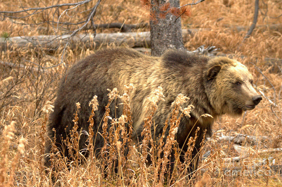 Teton Grizzly In The Brush Photograph by Adam Jewell
