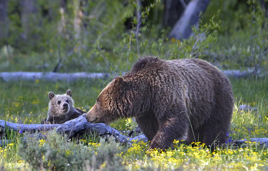 Teton Grizzly Mama and Cub Photograph by Deby Dixon