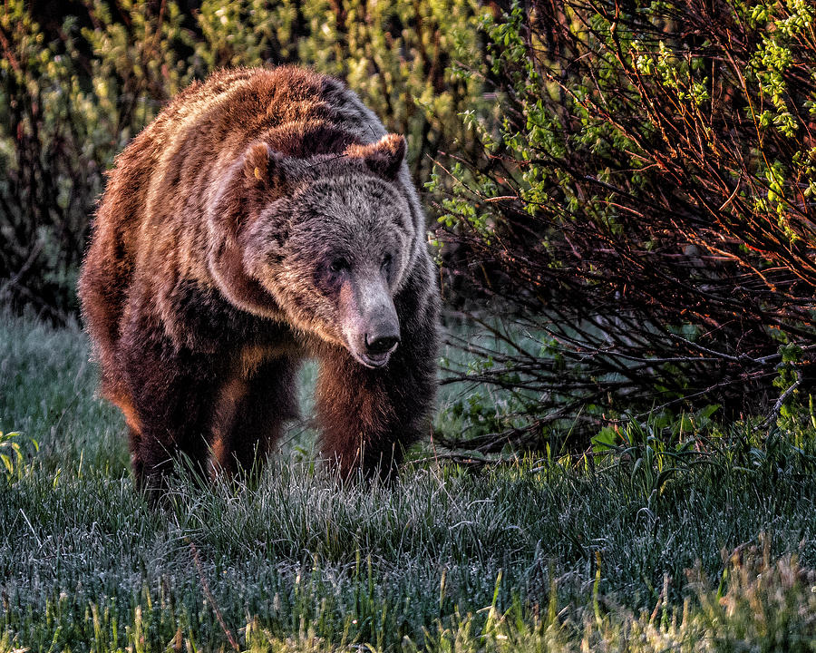 Teton Grizzly Photograph by Michael Ash