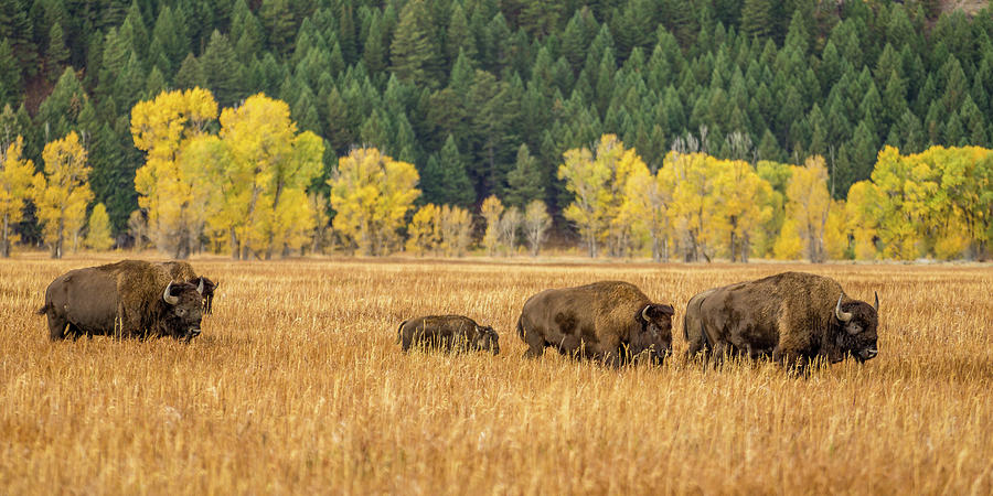 Teton Herd Photograph by Jeff Stoddart Teton Herd Photograph by Jeff Stoddart