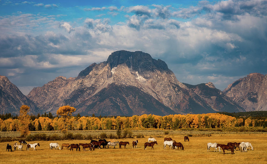 Grand Teton National Park Photograph - Teton Horse Ranch by Darren White