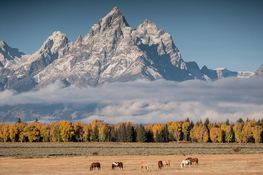 Teton Horses Photograph by Wesley Aston