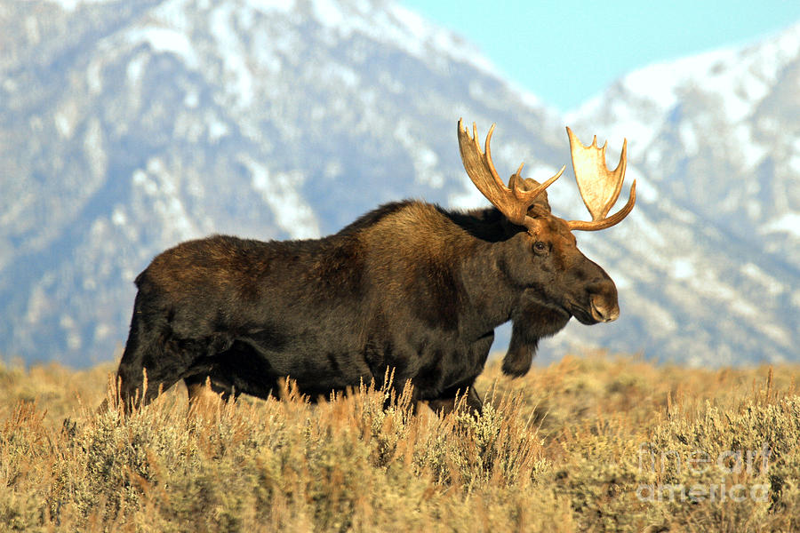 Teton Meadows Bull Moose Photograph by Adam Jewell