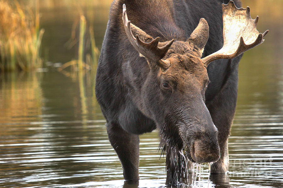 Teton Moose 1 Photograph by Adam Jewell