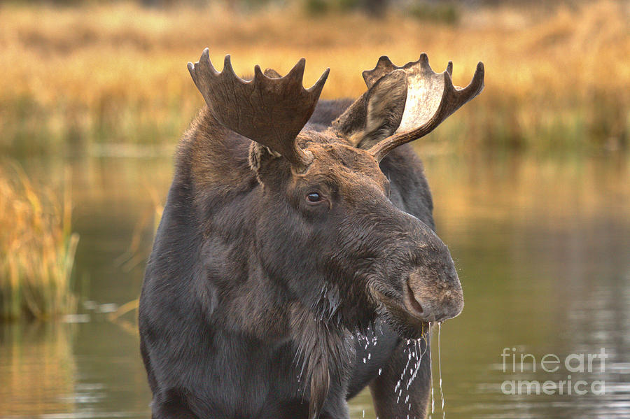 Moose Smile Photograph by Adam Jewell