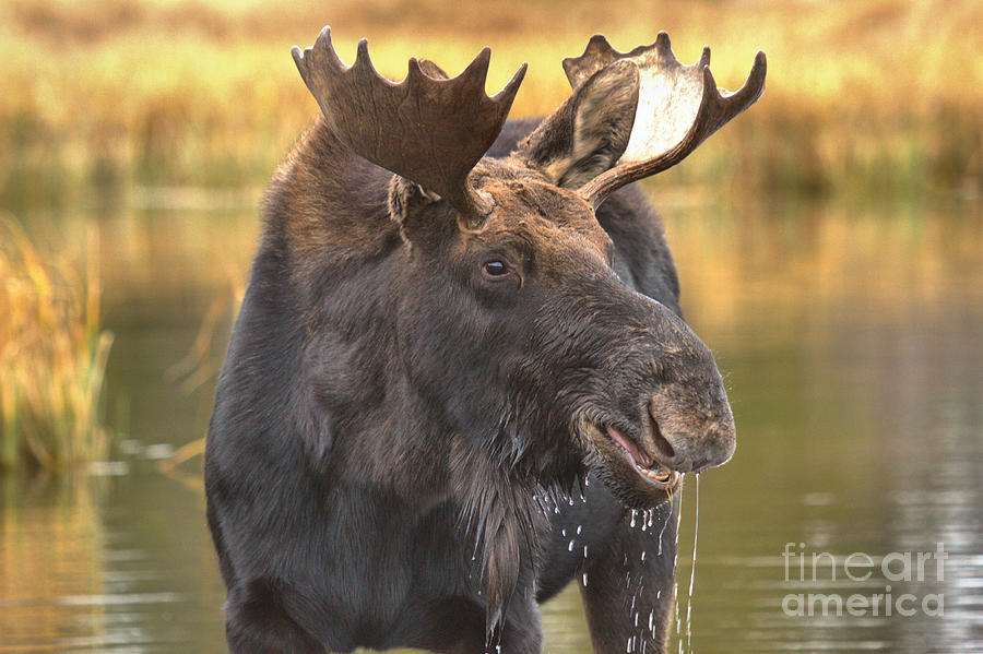 Dripping Moose Closeup Photograph by Adam Jewell