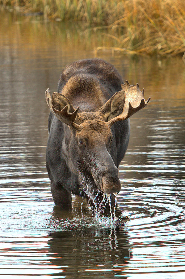 Teton Moose Drooling With Delight Photograph by Adam Jewell