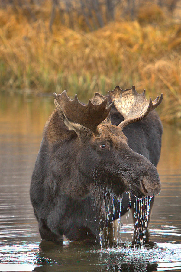 Teton Moose Lunch Drool Photograph by Adam Jewell