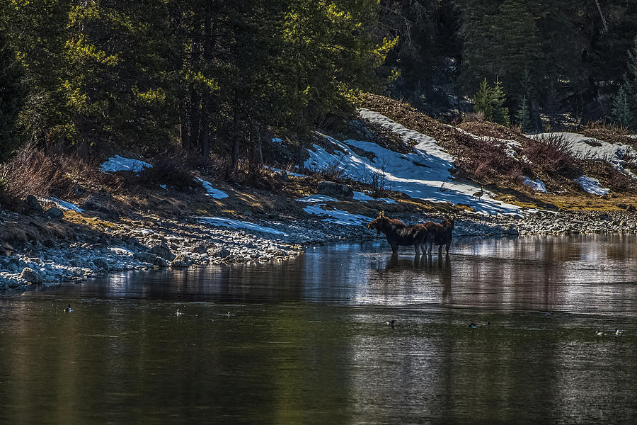 Teton Moose Soaking In Spring Photograph by Yeates Photography