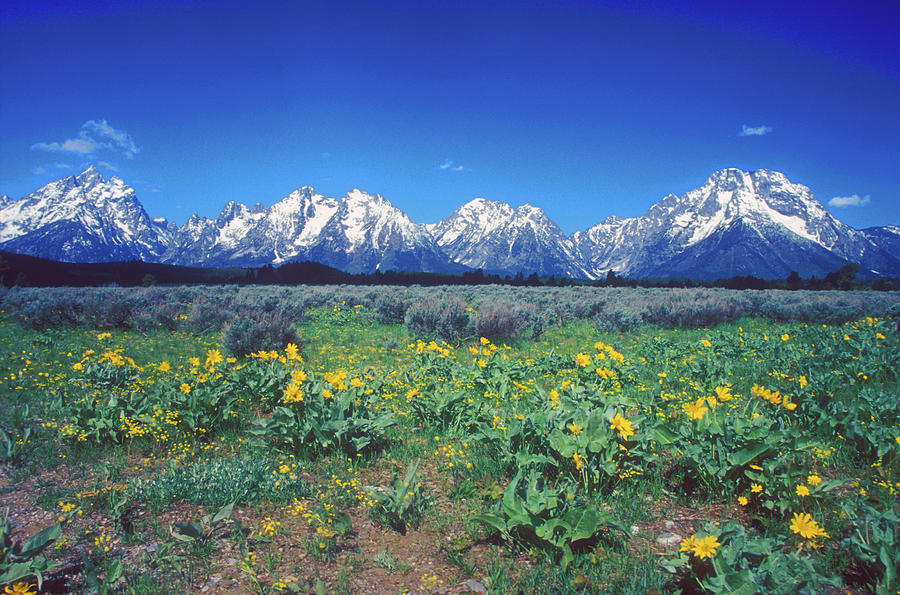 Teton Mountains and Wildflowers Photograph by John Burk