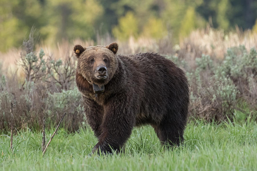Wildlife Photograph - Teton Royalty by Sandy Sisti