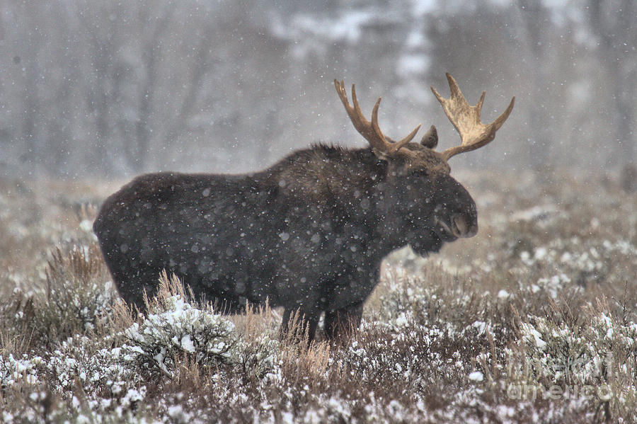 Teton Snowy Moose Photograph by Adam Jewell