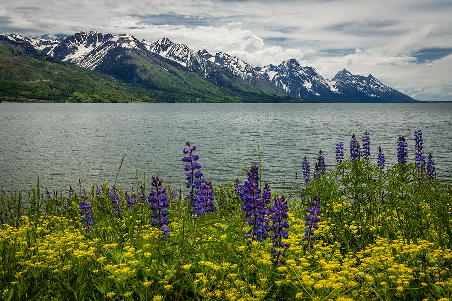 Teton Spring Photograph by Gary Migues