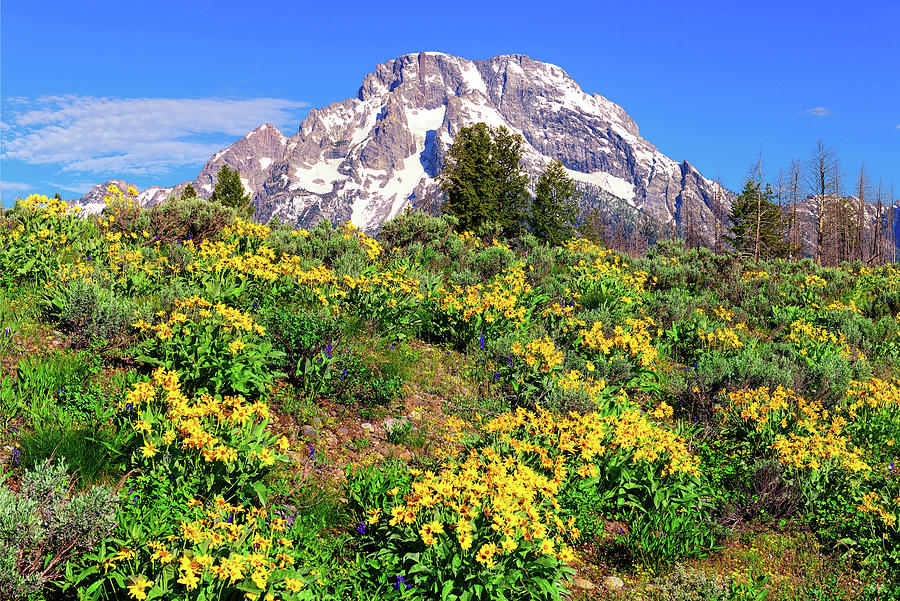 Teton Spring in the Valley Photograph by Greg Norrell