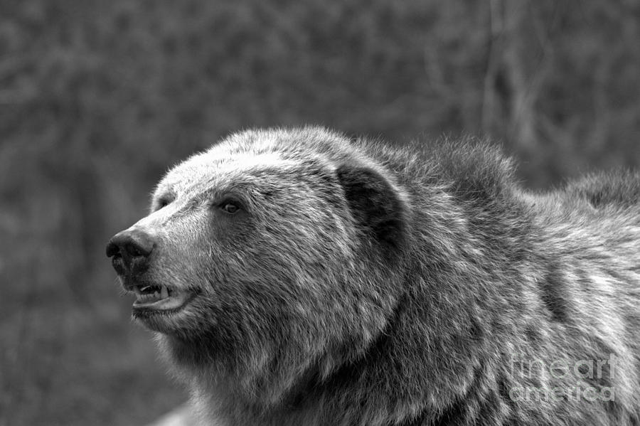 TEton Toothy Grizzly Smile Black And White Photograph by Adam Jewell