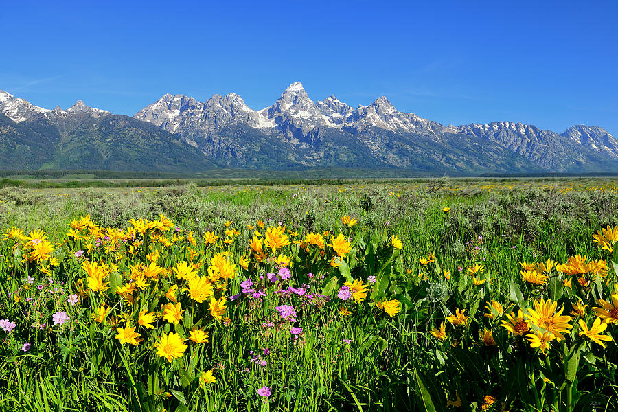 Teton Valley Spring Photograph by Greg Norrell