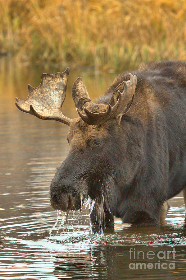 Teton Wetlands Bull Moose Photograph by Adam Jewell