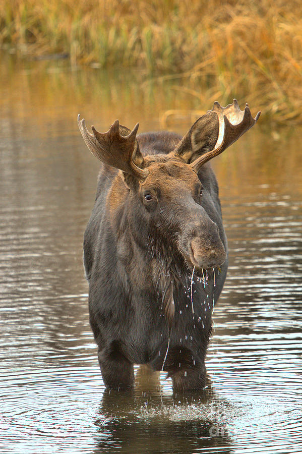 Grand Teton National Park Photograph - Teton Wetlands Moose by Adam Jewell