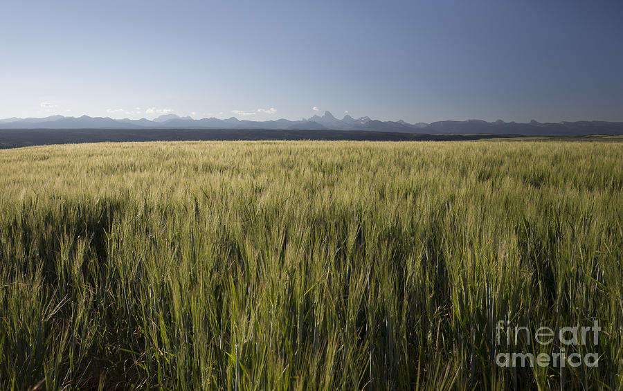 Teton Wheat Photograph by Idaho Scenic Images Linda Lantzy