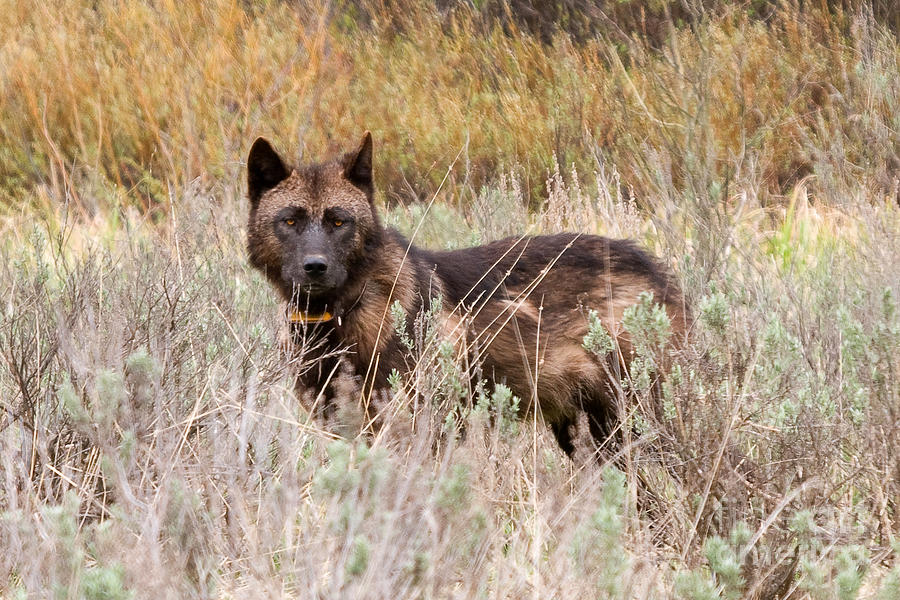 Teton Wolf Photograph by Steve Stuller