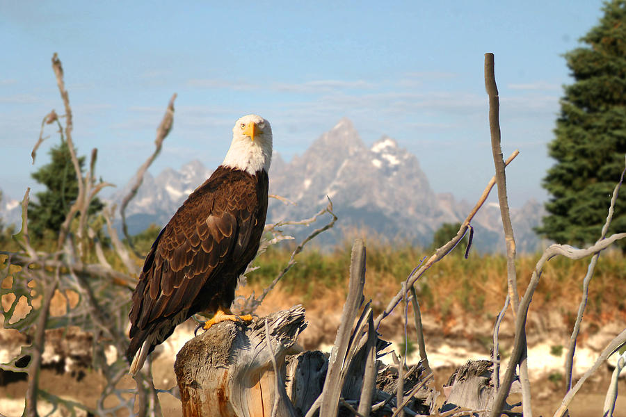 Eagle Photograph - Tetons Bald Eagle by Jim Kuhlmann