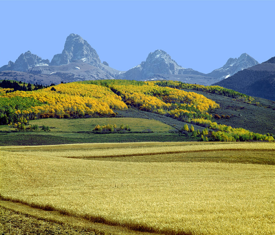 107604-Tetons from the Back and Fields  Photograph by Ed  Cooper Photography