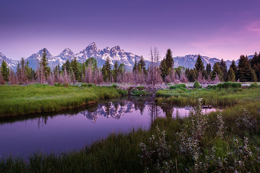 Tetons in Pink Photograph by Mary Angelini