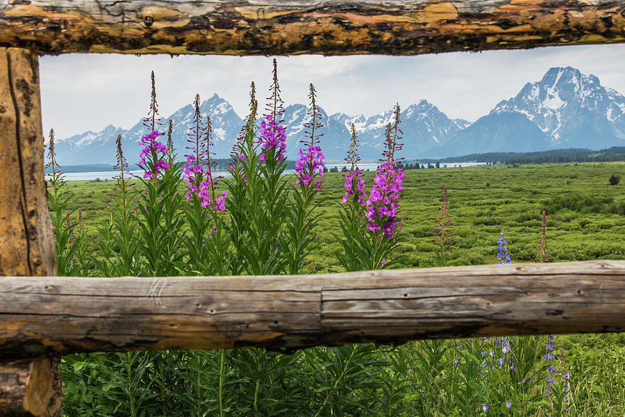 Tetons Through the Fence Photograph by Lisa Lemmons-Powers