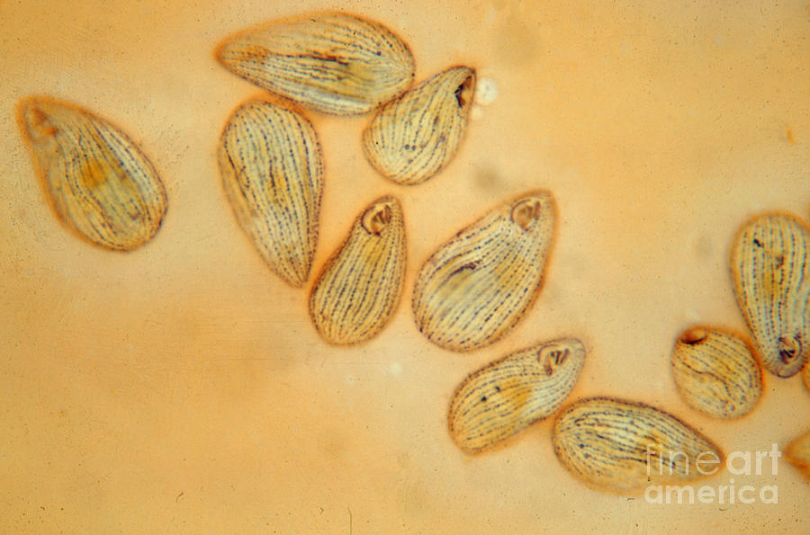 Tetrahymena pyriformis Cilia LM Photograph by Greg Antipa