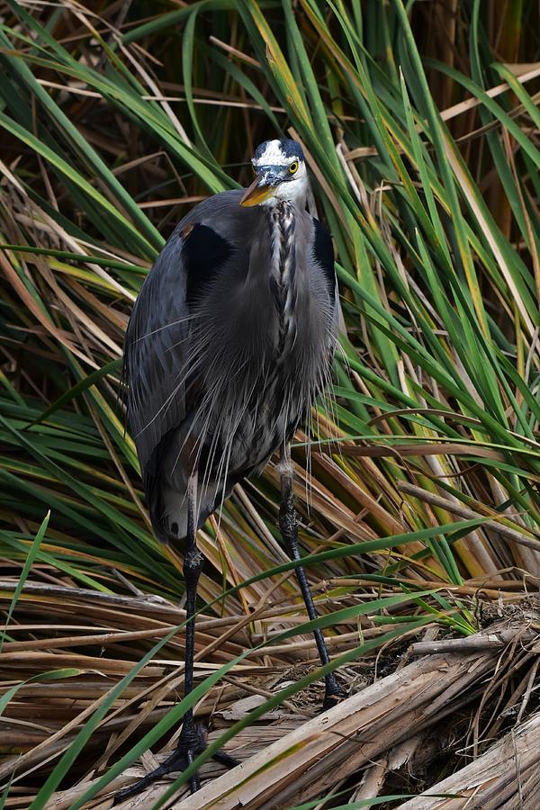 Texaas Heron Photograph by Dwight Eddington - Fine Art America