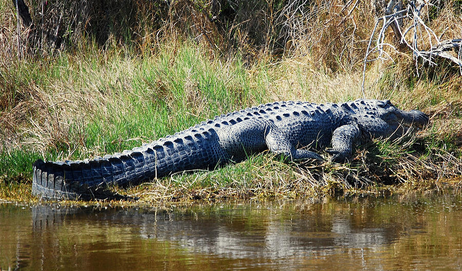 Texas Alligator Photograph by Rupert Chambers - Fine Art America