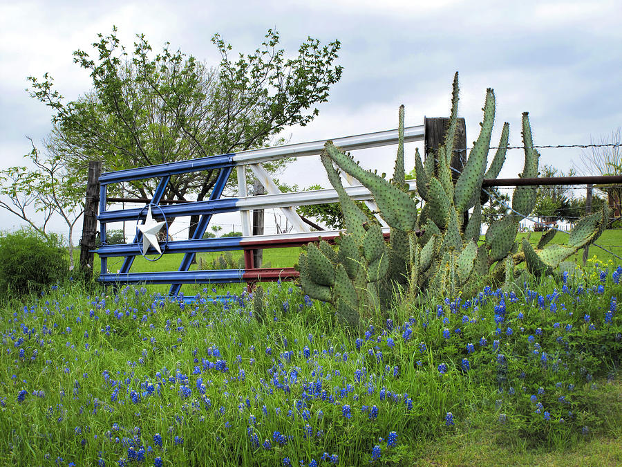 Texas and Bluebonnets Photograph by David and Carol Kelly