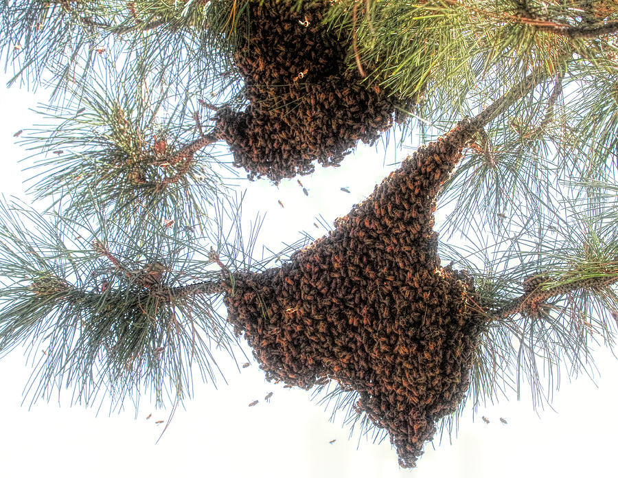 Texas Bees ? Photograph by Donna Kennedy