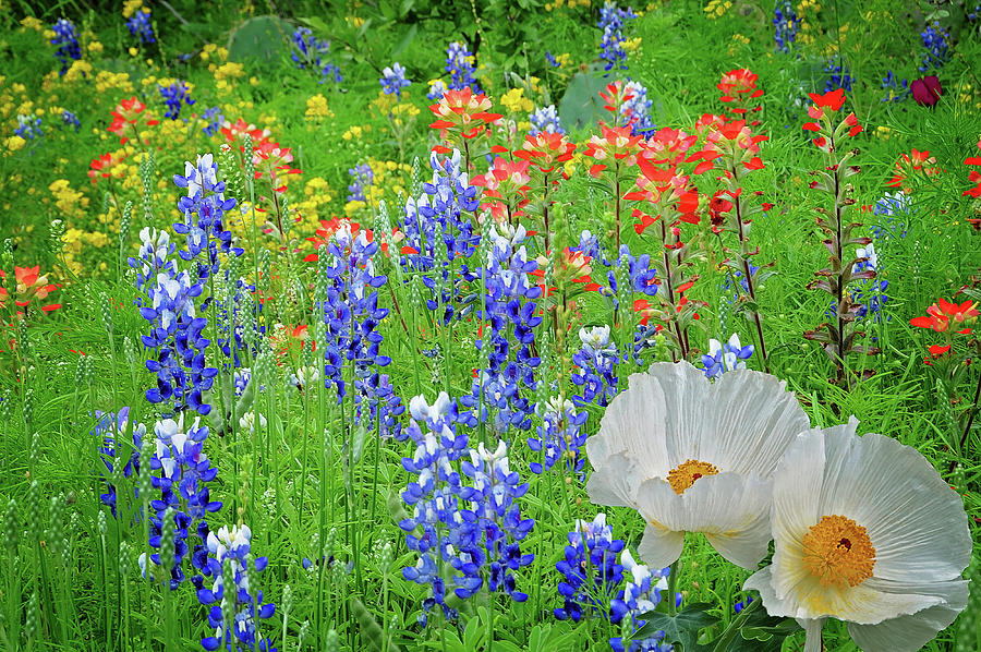 Texas Best Wildflower Mix Photograph by Lynn Bauer